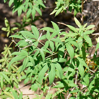 Vitex agnus-castus, Chaste Tree